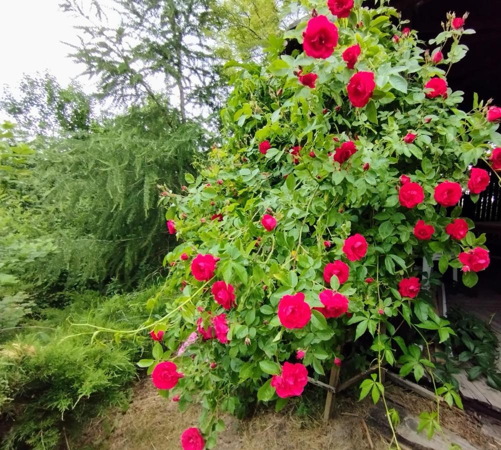 Garden House Nad Jeziorem Szelment Przejma Wielka Экстерьер фото